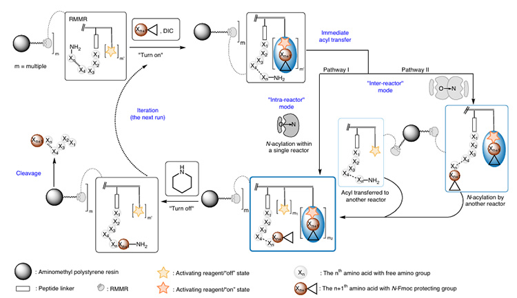 Wirkungsmechanismus von RMMRs