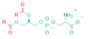 Phosphatidylserin-Formel